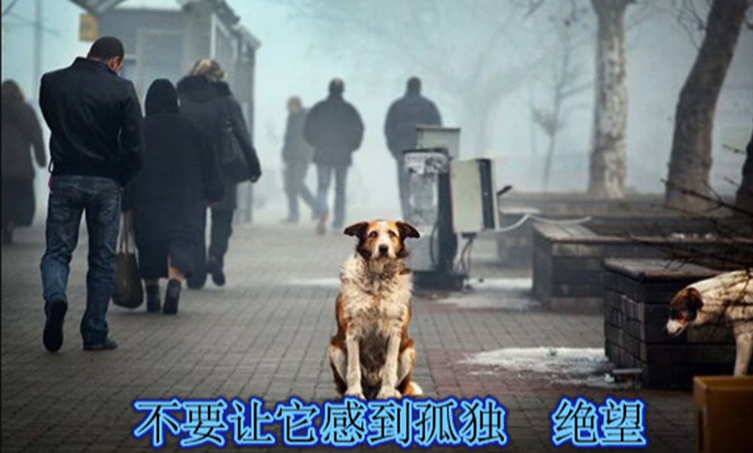 包头包头爱影圈微博微信转发案例